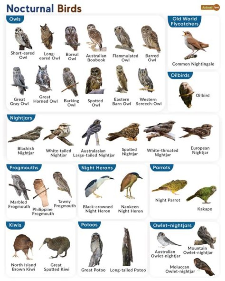 Are birds night blind?
