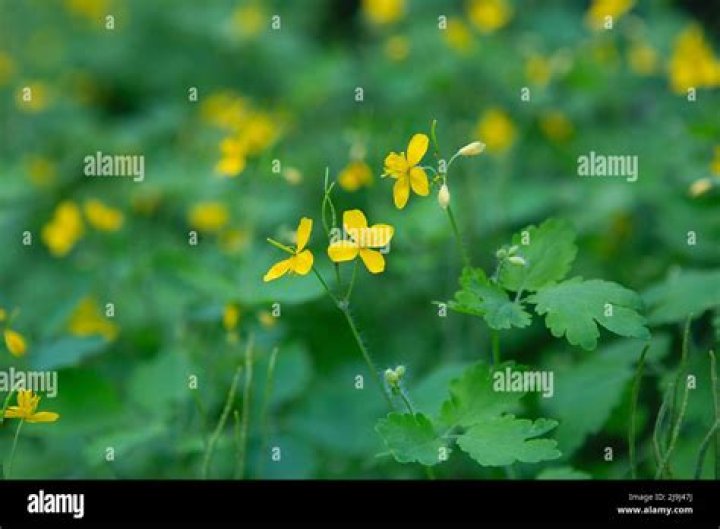 Are celandine poisonous to humans?