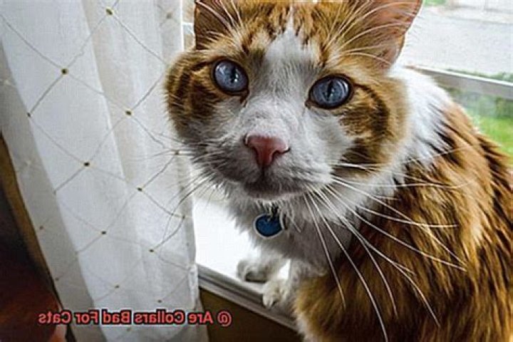Are collars bad for cats?