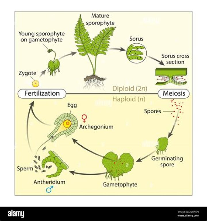 Are ferns sporophyte dominant?