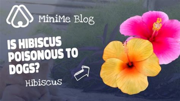 Are hardy hibiscus poisonous to dogs?