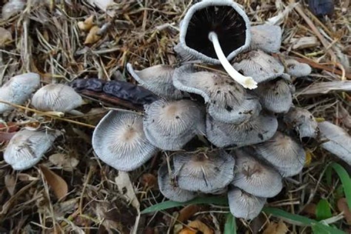 Are harefoot mushroom edible?