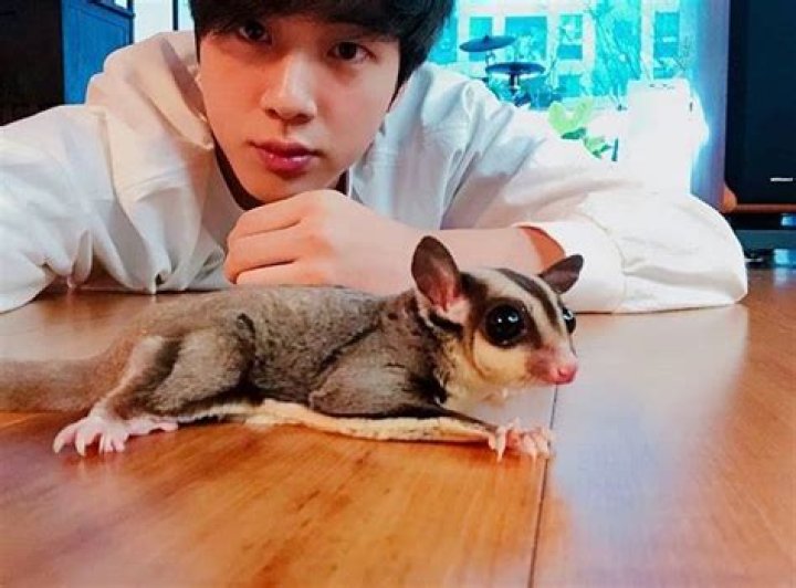 Are jin's sugar gliders still alive?