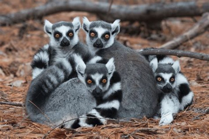 Are ring tailed lemur endangered?