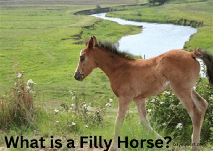 Are you filly meaning?