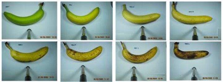 At what point are bananas rotten?