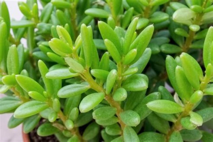 Can a jade plant live outside?