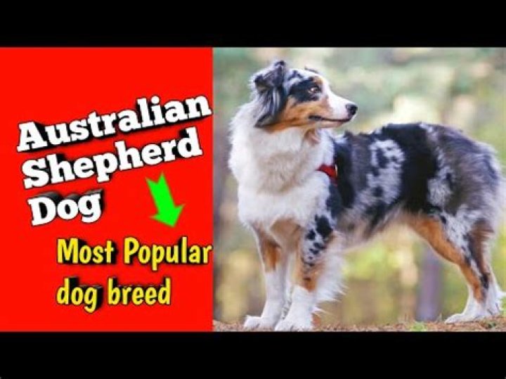 Can australian shepherd survive in india?