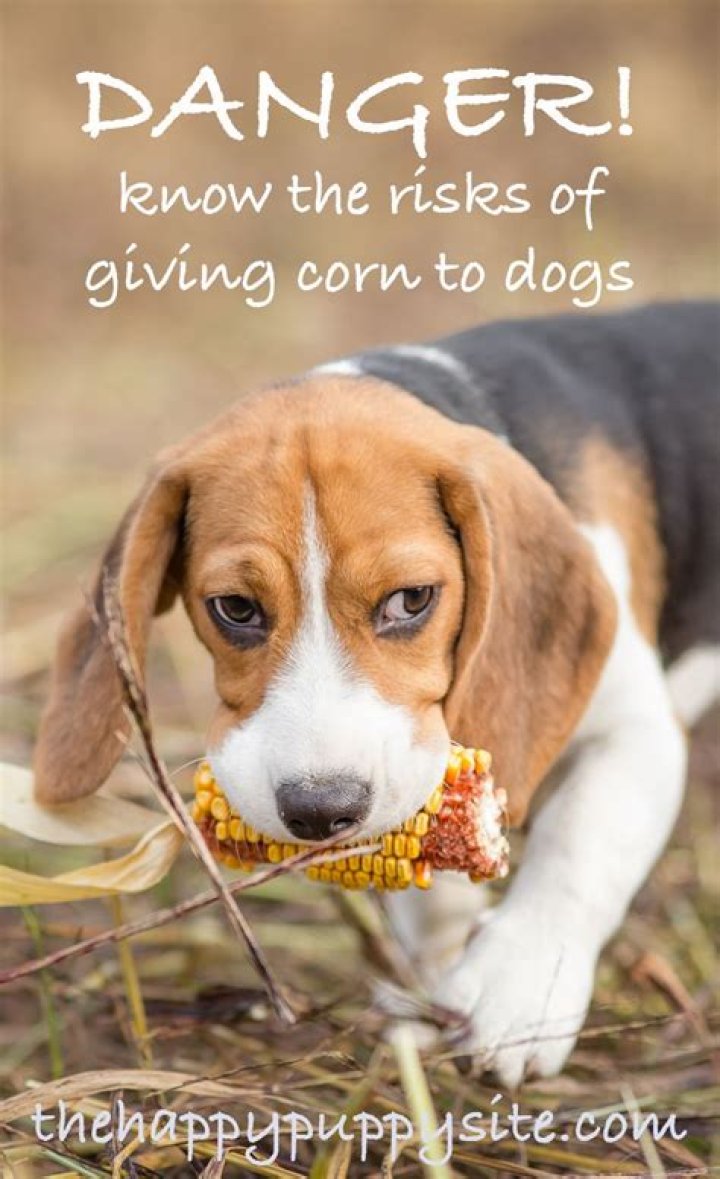 Can dog eat corn dog?