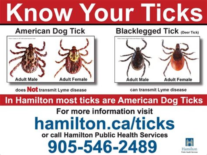 Can dogs get lyme disease from ticks?