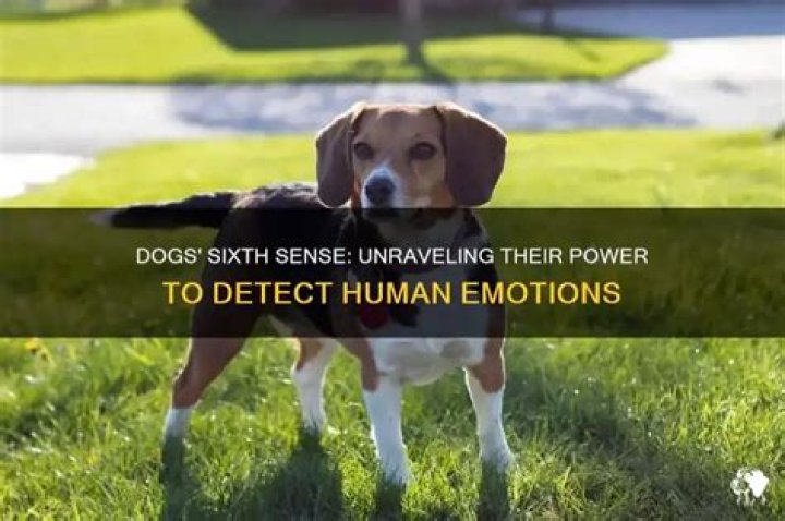 Can dogs sense something is wrong?