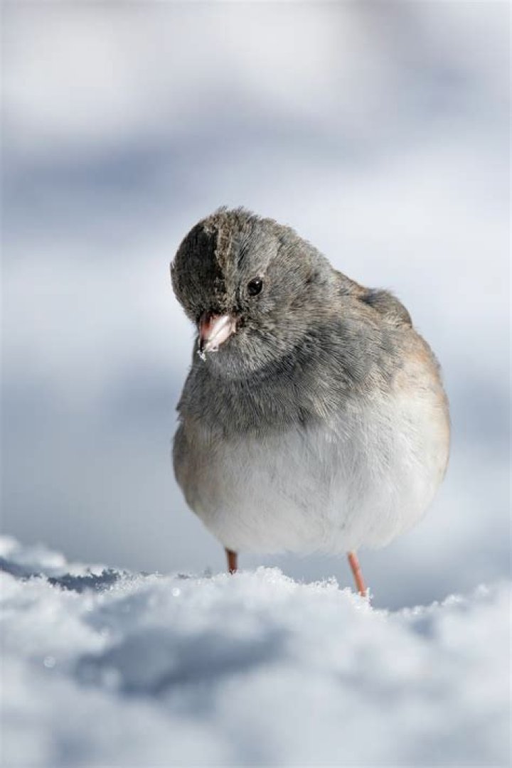 Can finches survive cold weather?