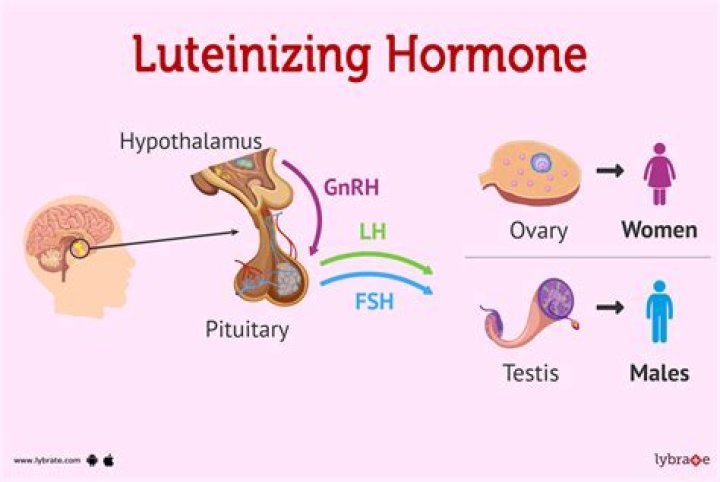 Can luteinizing hormone cause miscarriage?
