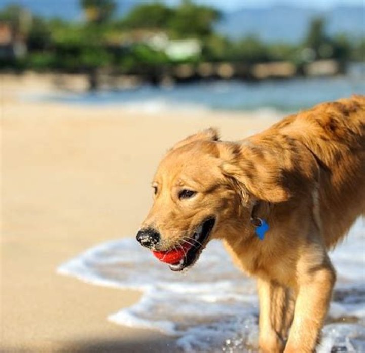 Can you take dogs on langland beach?