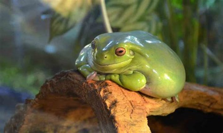 Can you touch frog fish?