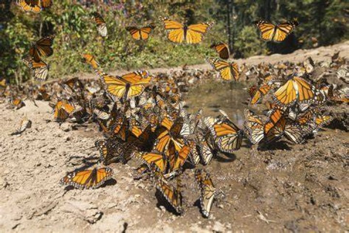 Do butterfly puddlers work?