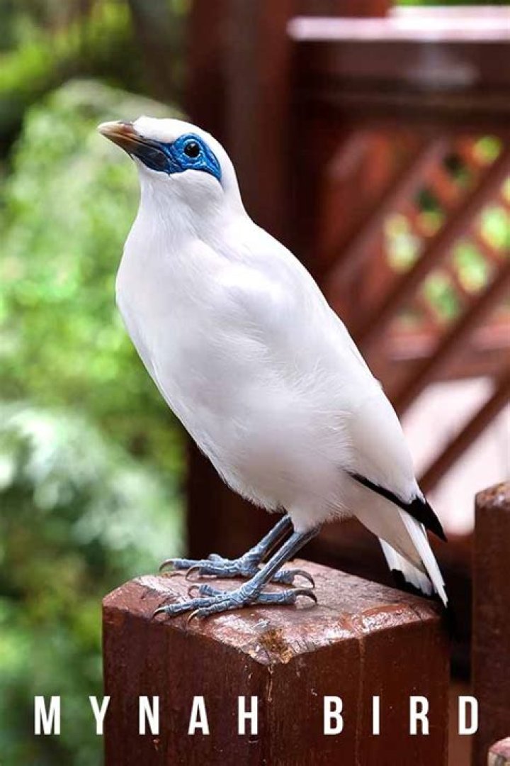 Do common mynah birds talk?