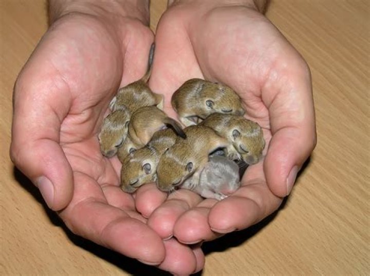 Do gerbils eat their babies?