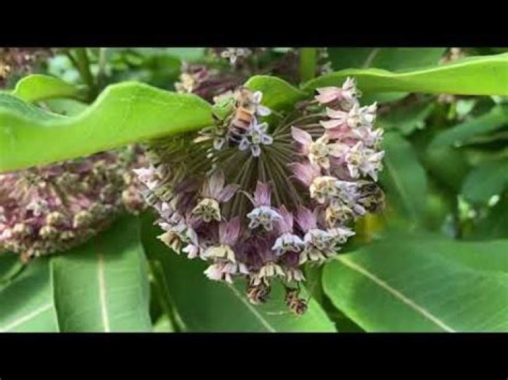Do honey bees like milkweed?