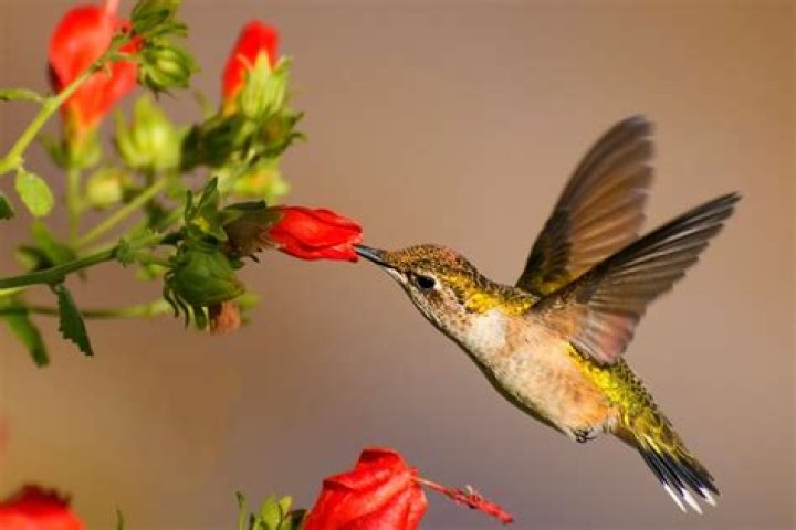 Do hummingbirds migrate in flocks?