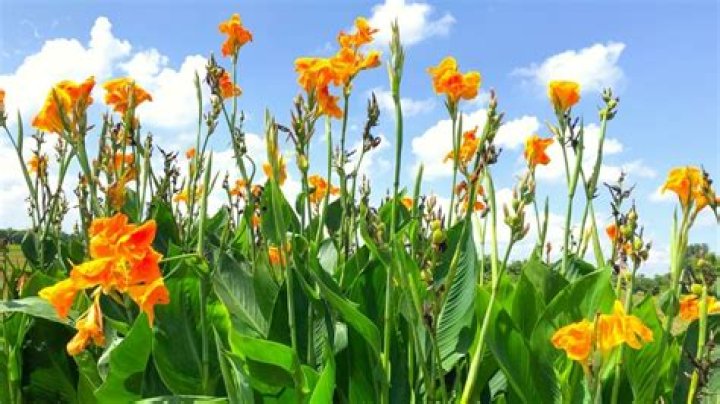 Do lilies need sun?