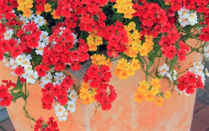 Do nemesia come back every year?