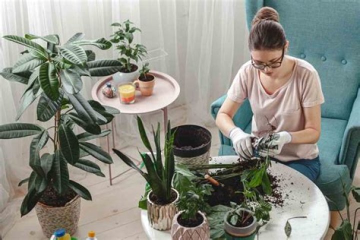 Do plants die of old age?