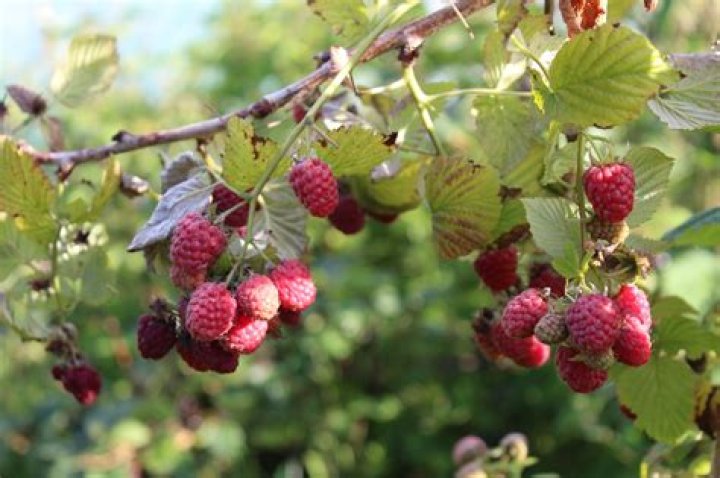 Do raspberry bushes spread?