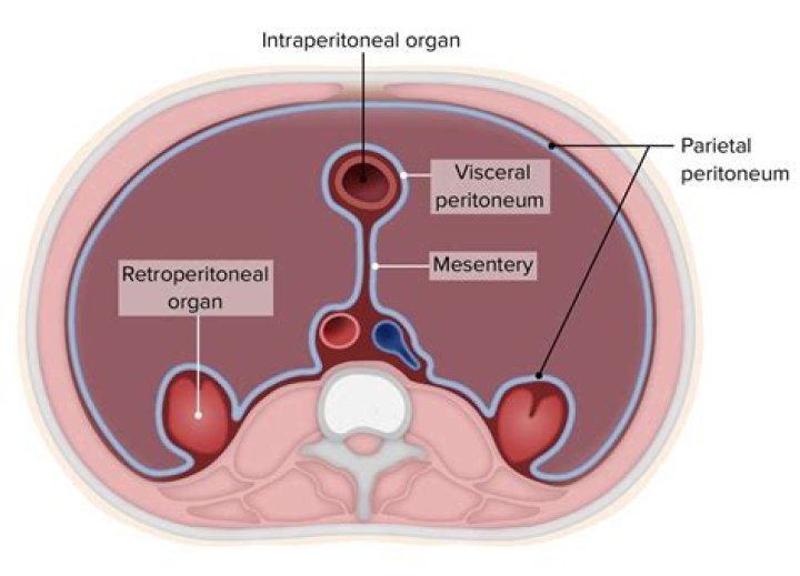 Do retroperitoneal have serosa?