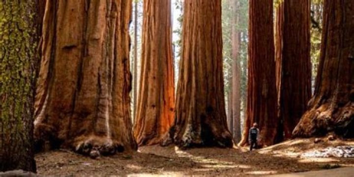 Do sequoias grow in washington?
