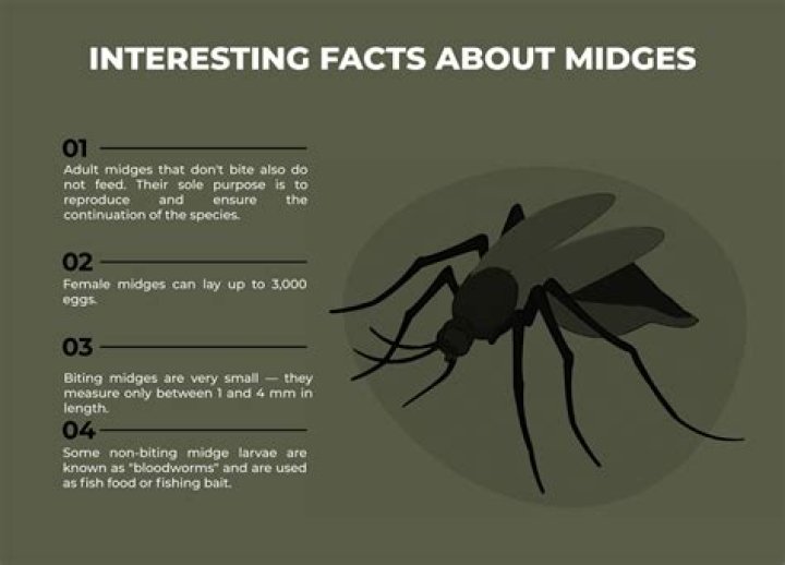 Do you get midges on islay?