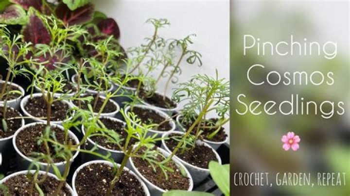 Do you pinch out cosmos seedlings?