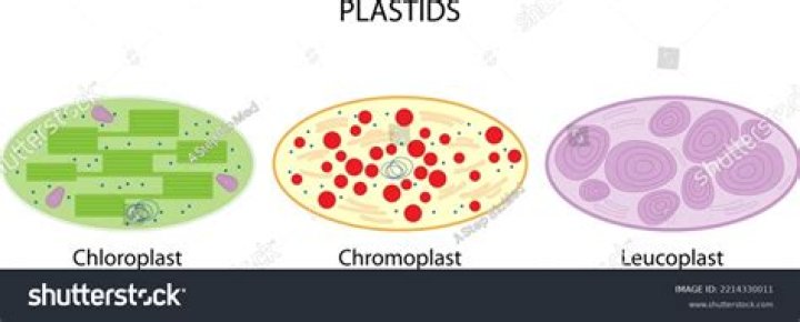 Does a plant cells contain plastids?