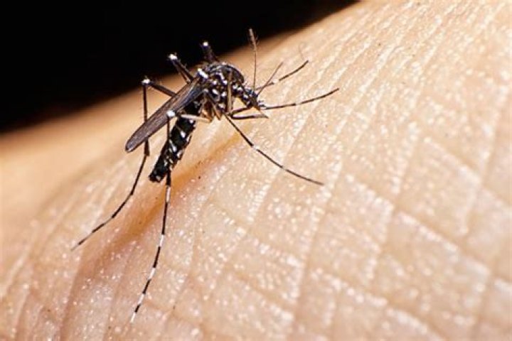 Does all aedes mosquito causes dengue?