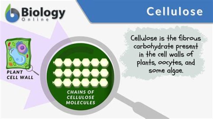 Does cellulose contain nitrogen?