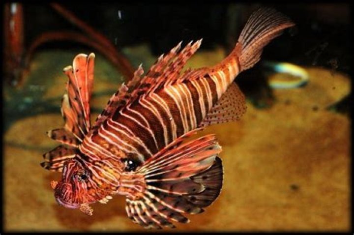 Does devilfish have arms?