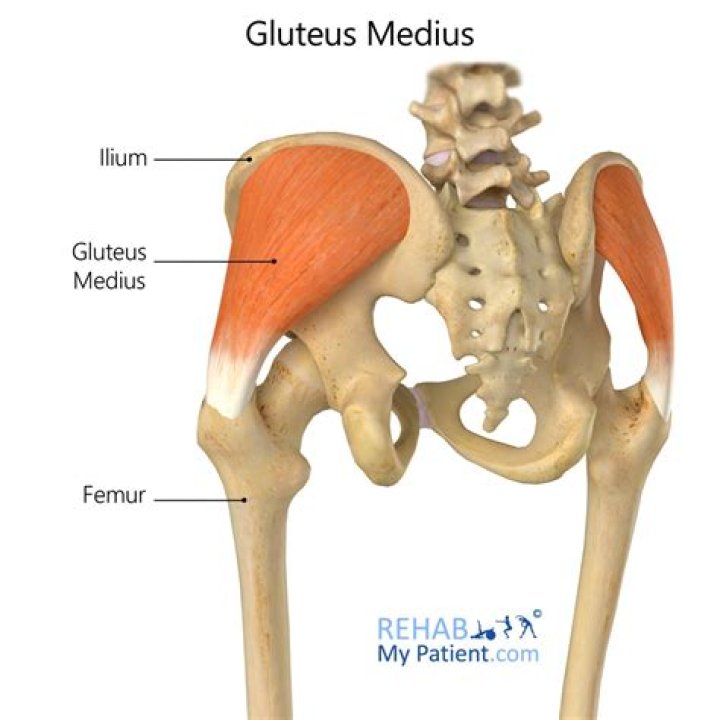 Does gluteus medius cause adduction?