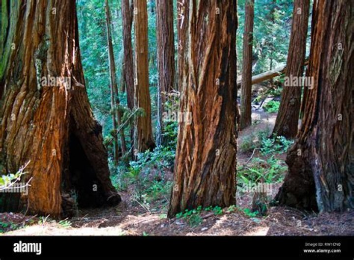 Does muir woods have sequoias?