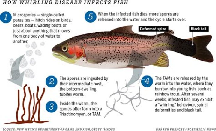 Does my fish have whirling disease?