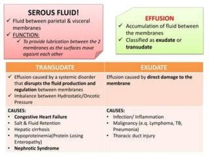 Does serous fluid harden?