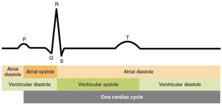 Does systole happen before diastole?