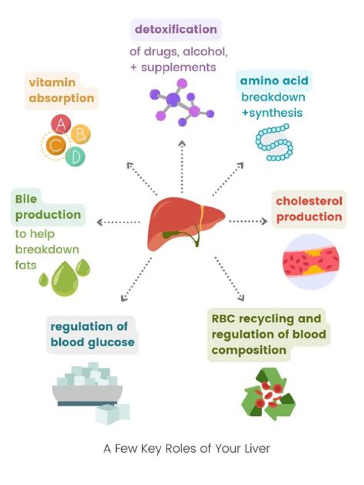 Does the liver produce white blood cells?