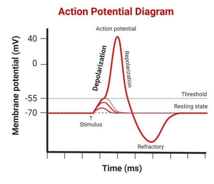 During an action potential depolarization occurs as a result of?
