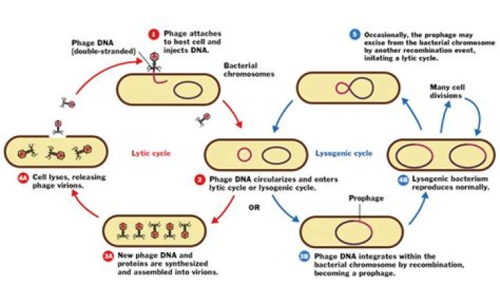 During lytic cycle viral proteins are synthesized?