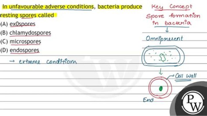 During unfavourable conditions bacteria reproduce by?