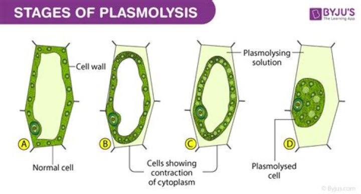 For plasmolysis cell is placed in?