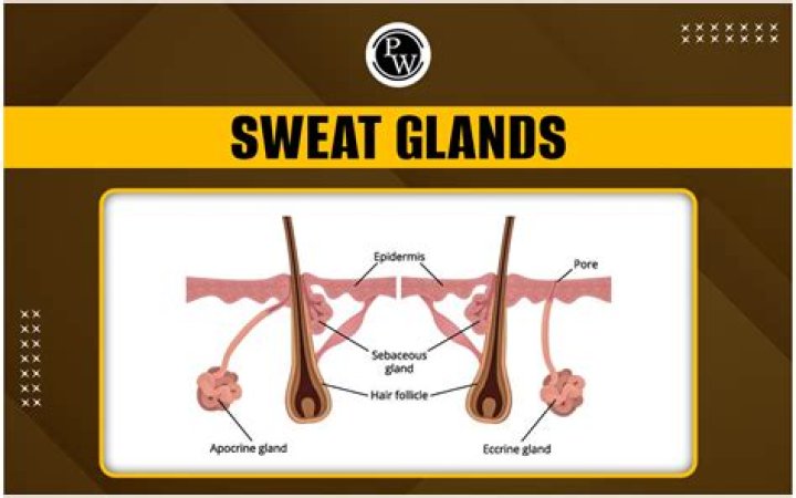 Has no effect on sweat glands?