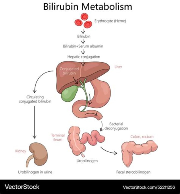 How bilirubin excreted from body?