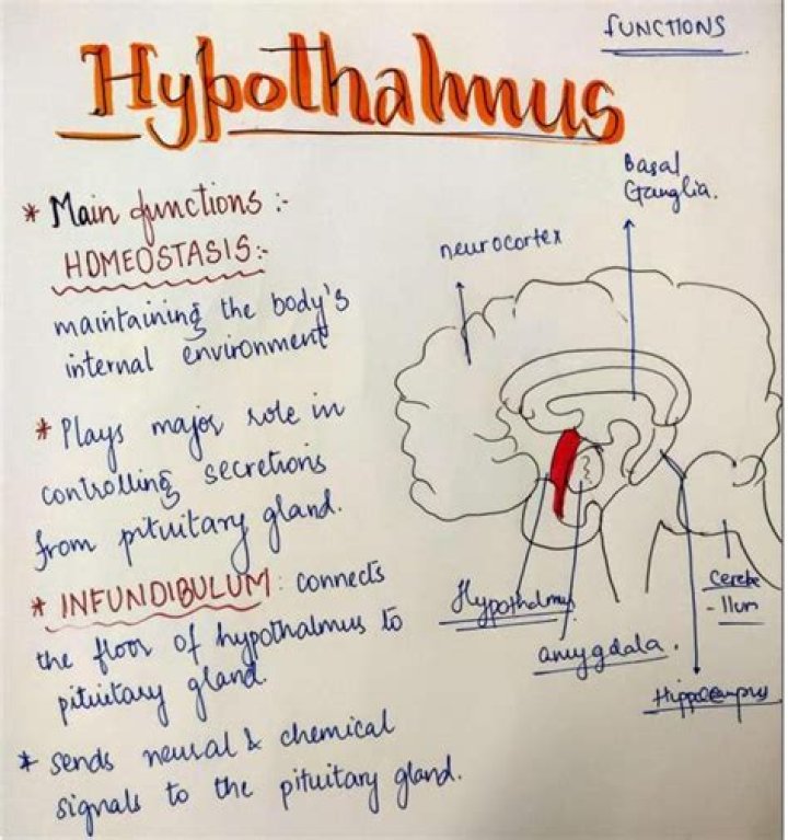 How does ventromedial hypothalamus do?