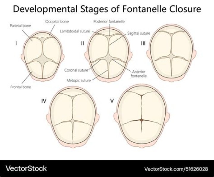 How long does fontanelle take to close?
